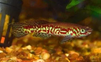 Fundulopanchax puerzli