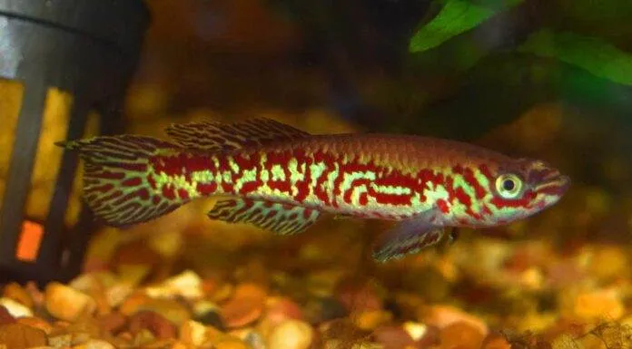 Fundulopanchax puerzli