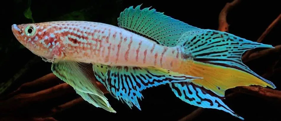 Fundulopanchax sjoestedti