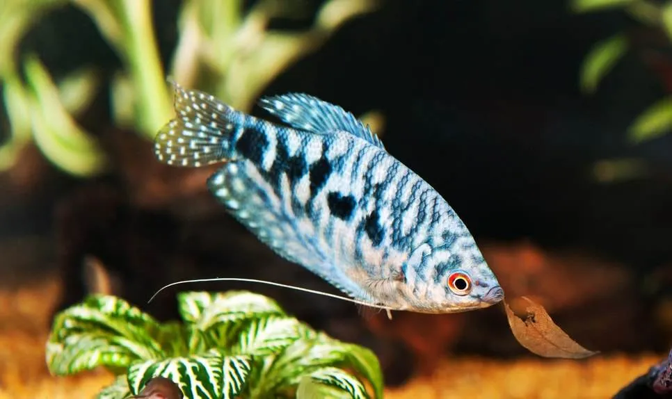 Gourami bleu