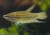 Fiche du poisson Trichopsis vittata (Gourami grogneur) Gourami grogneur