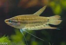 Fiche du poisson Trichopsis vittata (Gourami grogneur) Gourami grogneur