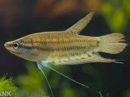 Gourami grogneur