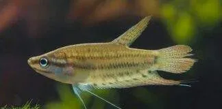Gourami grogneur