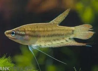 Gourami grogneur