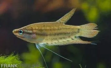 Gourami grogneur