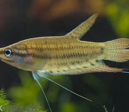 Gourami grogneur