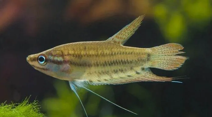 Fiche du poisson Trichopsis vittata (Gourami grogneur) Gourami grogneur