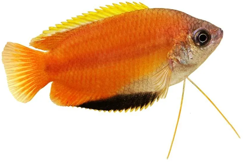 Gourami miel
