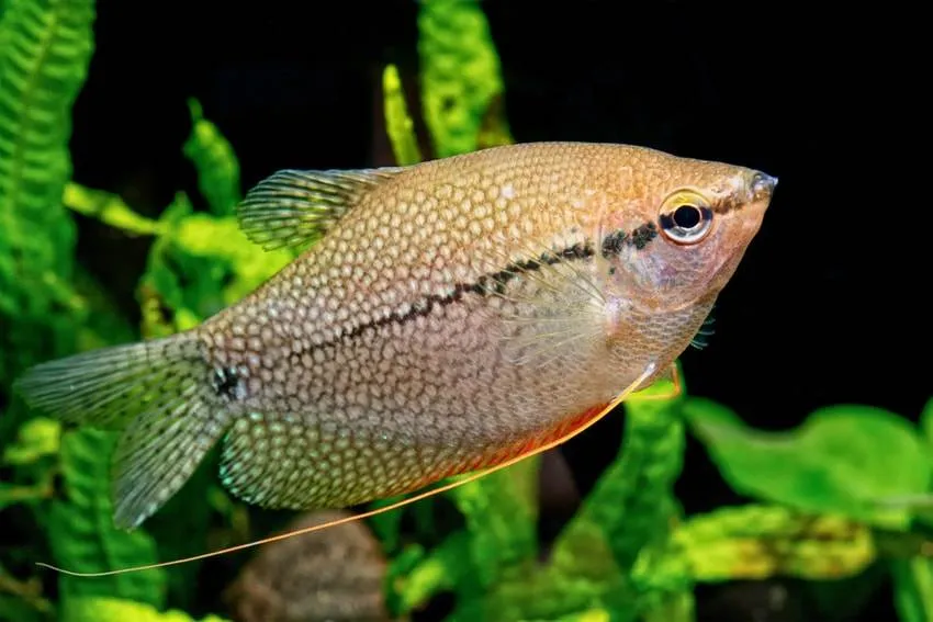 Gourami perlé