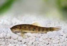 Fiche du poisson Gyrinocheilus aymonieri (Gyrino) Gyrinocheilus aymonieri