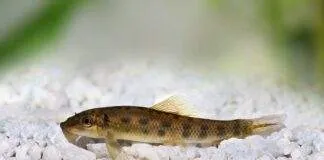 Gyrinocheilus aymonieri