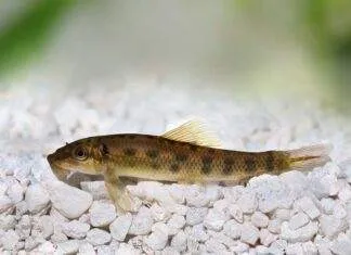 Gyrinocheilus aymonieri