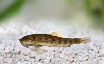 Gyrinocheilus aymonieri