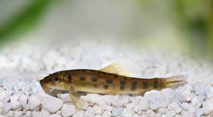 Gyrinocheilus aymonieri