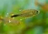 Fiche du poisson Hasemania nana Hasemania nana