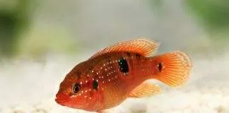 Hemichromis bimaculatus