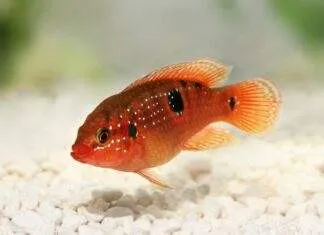 Hemichromis bimaculatus