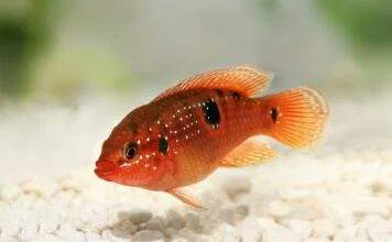 Hemichromis bimaculatus