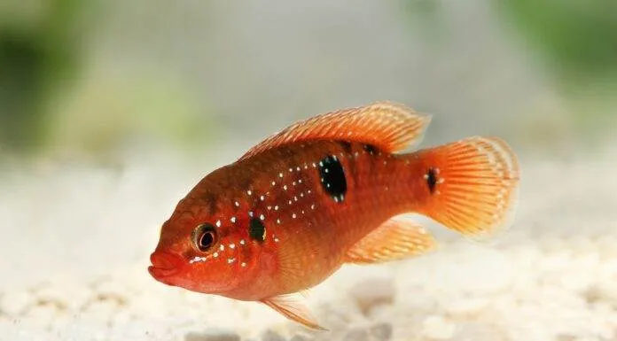 Hemichromis bimaculatus