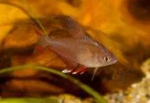 Hyphessobrycon bentosi