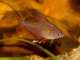 Hyphessobrycon bentosi