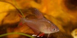 Hyphessobrycon bentosi