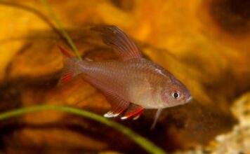 Hyphessobrycon bentosi