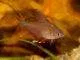 Fiche du poisson Hyphessobrycon bentosi Hyphessobrycon bentosi