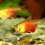 Hyphessobrycon flammeus