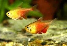 Fiche du poisson Hyphessobrycon flammeus Hyphessobrycon flammeus