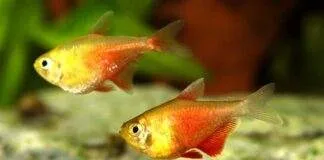 Hyphessobrycon flammeus