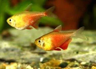 Hyphessobrycon flammeus