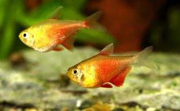 Hyphessobrycon flammeus