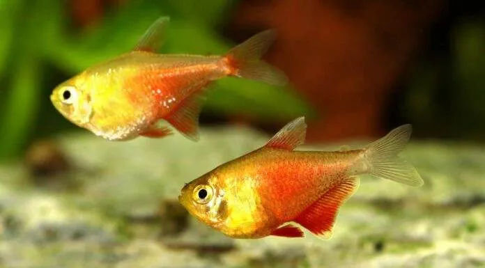 Hyphessobrycon flammeus