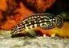 Fiche du poisson Julidochromis marlieri Julidochromis marlieri