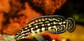 Julidochromis marlieri