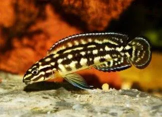 Julidochromis marlieri