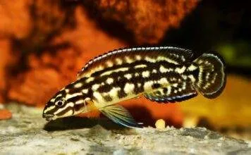 Fiche du poisson Julidochromis marlieri Julidochromis marlieri