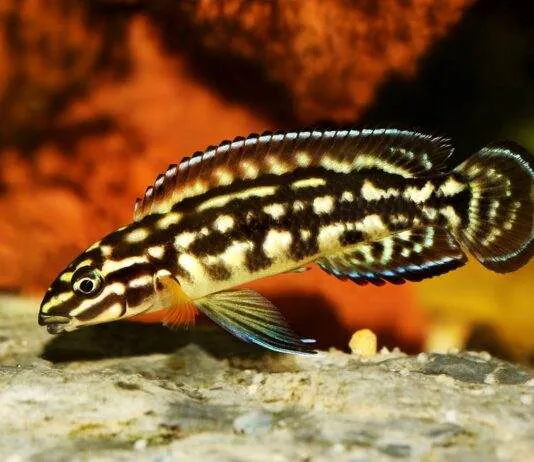 Julidochromis marlieri