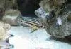 Fiche du poisson Julidochromis ornatus Julidochromis ornatus