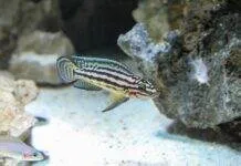Julidochromis ornatus