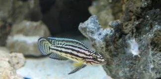 Julidochromis ornatus
