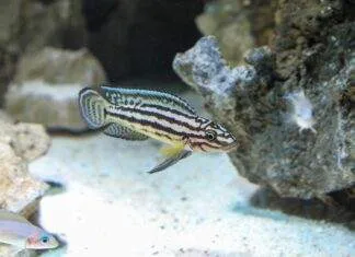 Julidochromis ornatus