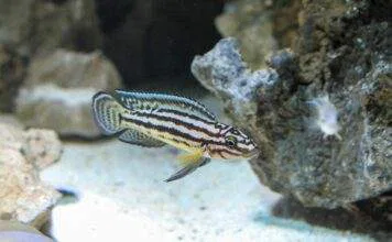 Julidochromis ornatus
