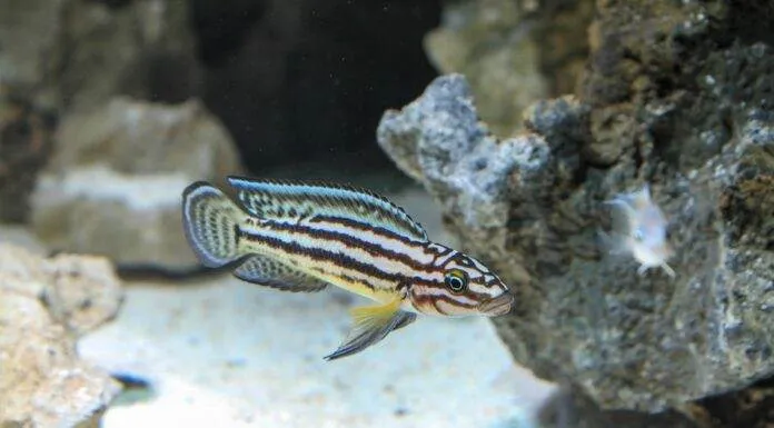 Fiche du poisson Julidochromis ornatus Julidochromis ornatus