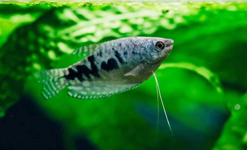 La reproduction du Trichogaster trichopterus