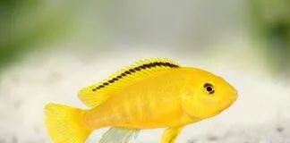 Labidochromis caeruleus