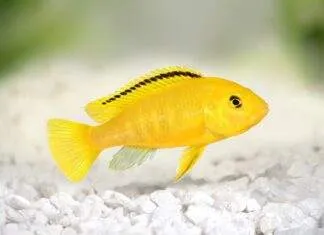 Fiche du poisson Labidochromis caeruleus (labido jaune) Labidochromis caeruleus