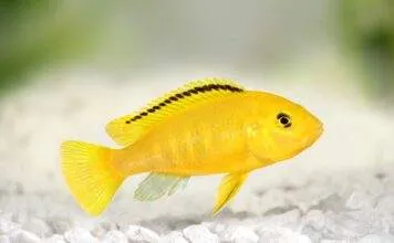 Fiche du poisson Labidochromis caeruleus (labido jaune) Labidochromis caeruleus